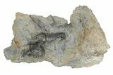 Fossil Crinoid (Cyathocrinites) - Monroe County, Indiana #231972-1